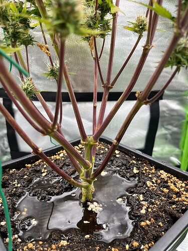 Growreport Bild 4
