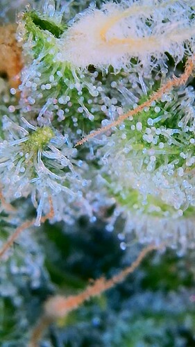 Growreport Bild 9