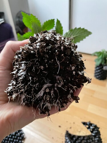 Growreport Bild 17