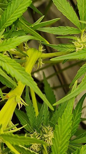 Growreport Bild 8