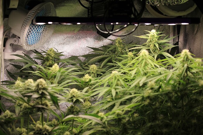 Growreport Bild 1