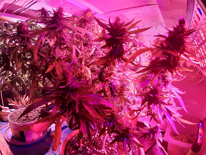 Growreport Bild 1