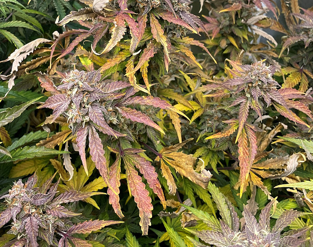 Growreport Bild 2