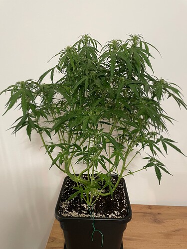 Growreport Bild 7