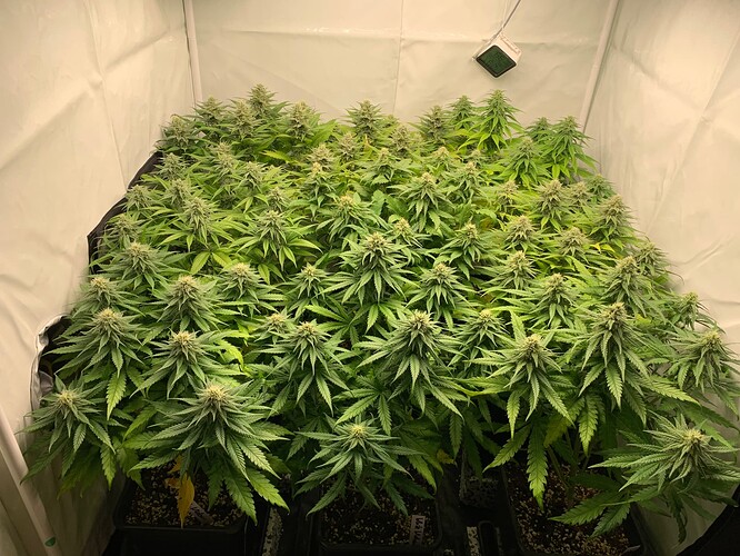Growreport Bild 7