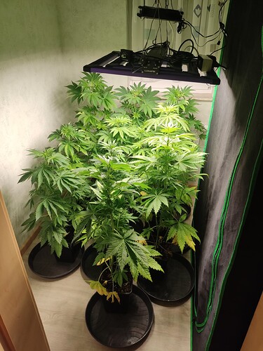 Growreport Bild 33