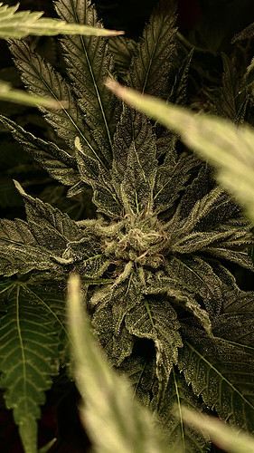 Growreport Bild 28