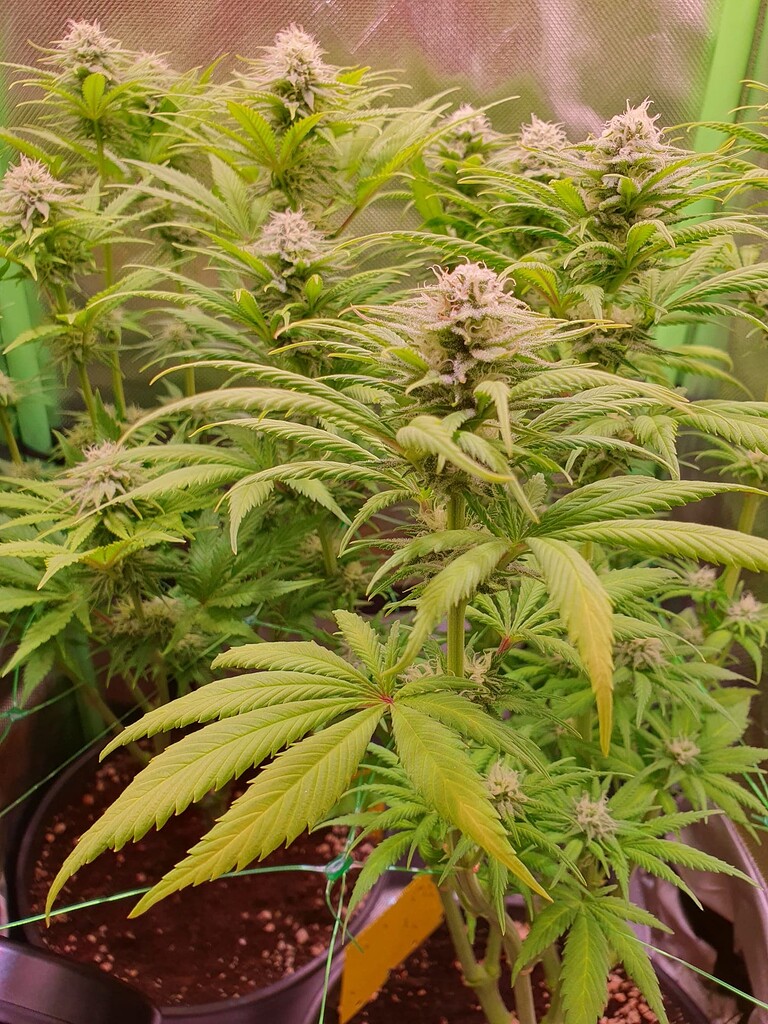 Blätter sind hellgrün bis gelb, Pflanzen trinken sehr wenig GrowProbleme Forum