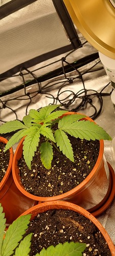 Growreport Bild 5