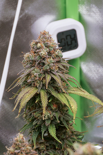 Growreport Bild 2
