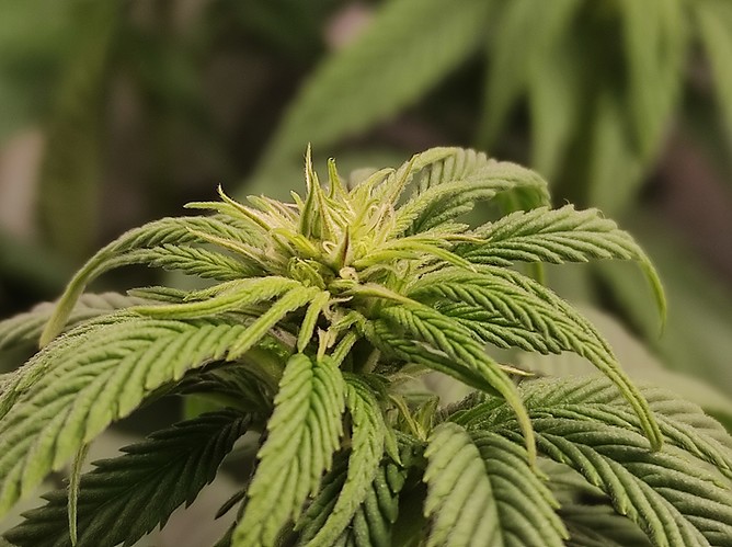 Growreport Bild 6