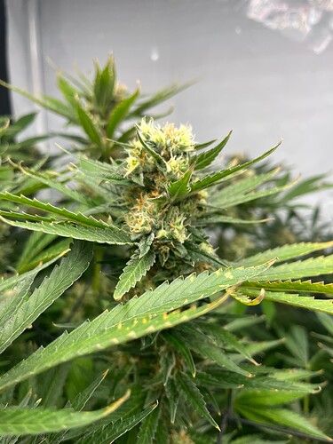 Growreport Bild 3