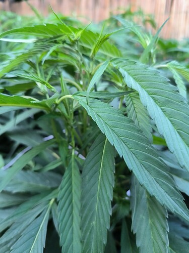 Growreport Bild 2