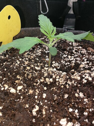Growreport Bild 155