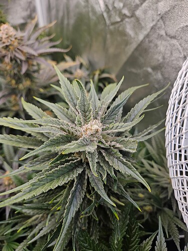 Growreport Bild 70