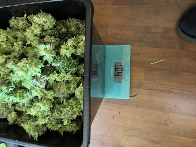 Growreport Bild 51