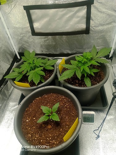 Growreport Bild 1