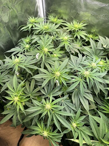 Growreport Bild 25