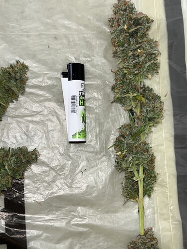 Growreport Bild 15