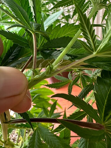 Growreport Bild 1