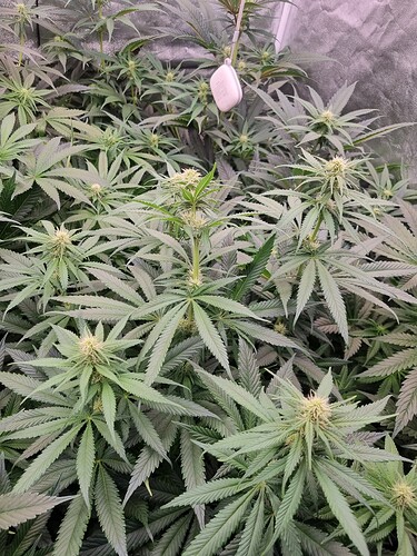 Growreport Bild 11