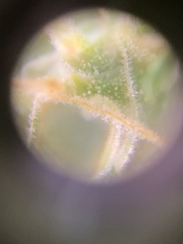 Growreport Bild 2