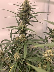 Growreport Bild 20