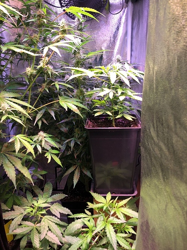Growreport Bild 33