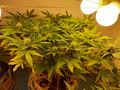 Growreport Bild 3