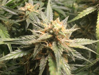 Growreport Bild 3