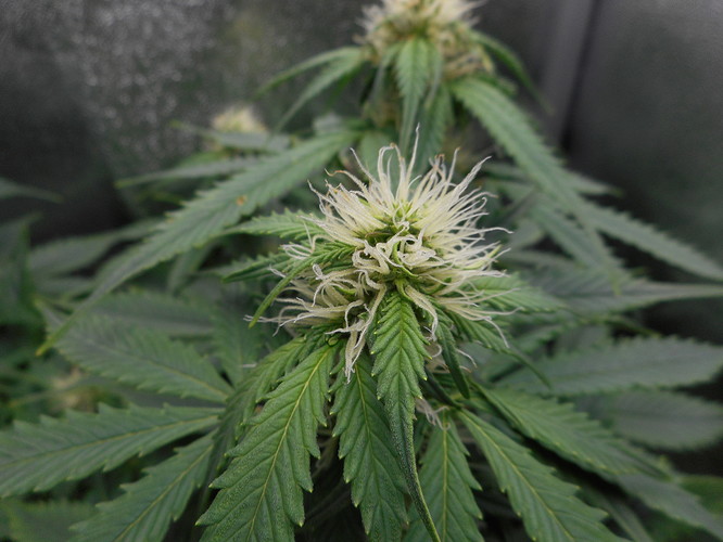 Growreport Bild 3