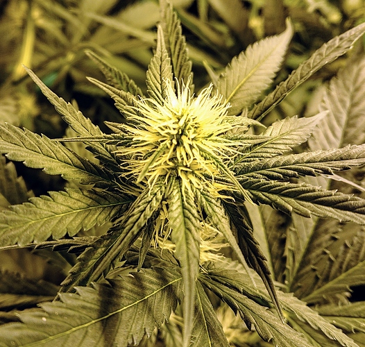 Growreport Bild 2
