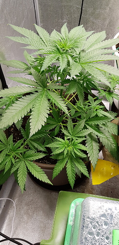Growreport Bild 19
