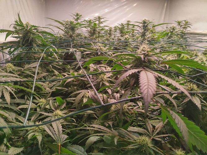 Growreport Bild 13