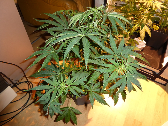 Growreport Bild 7