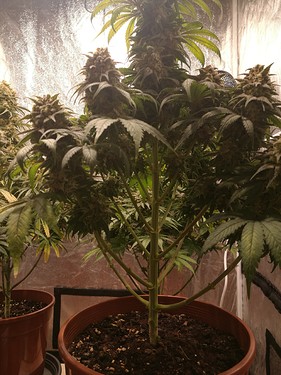 Growreport Bild 16