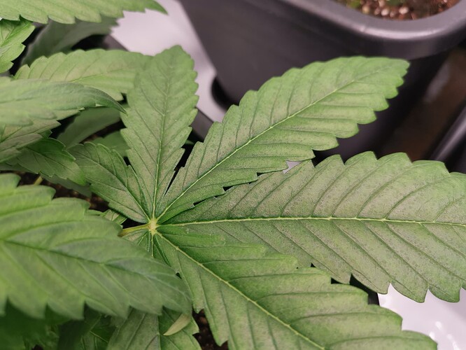 Growreport Bild 17