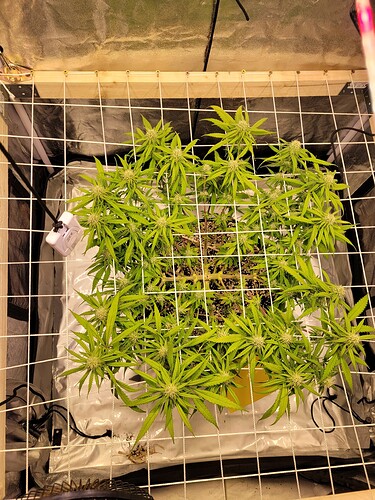 Growreport Bild 2