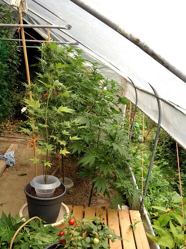 Growreport Bild 4