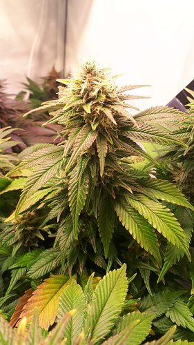 Growreport Bild 5