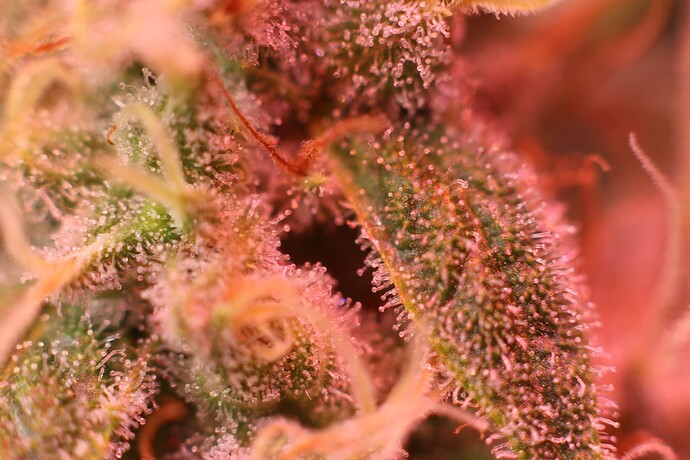 Growreport Bild 13