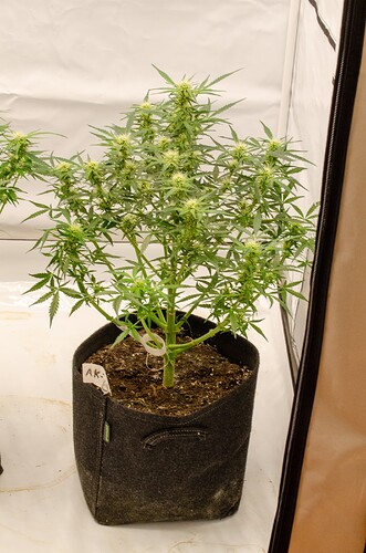 Growreport Bild 7