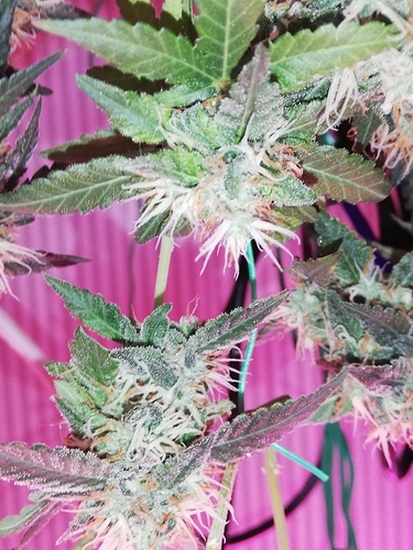 Growreport Bild 8