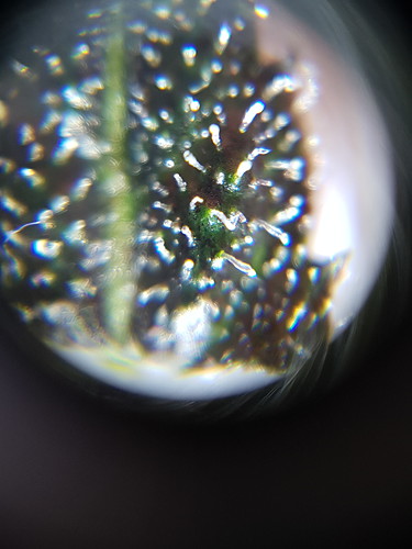 Growreport Bild 9