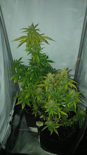 Growreport Bild 1