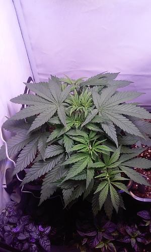 Growreport Bild 29
