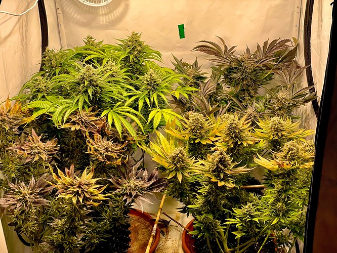 Growreport Bild 4