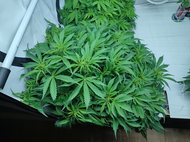 Growreport Bild 42