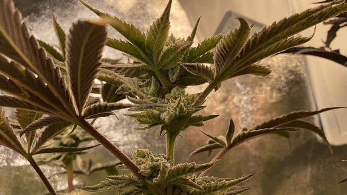 Growreport Bild 19
