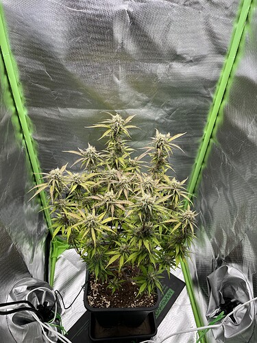Growreport Bild 4